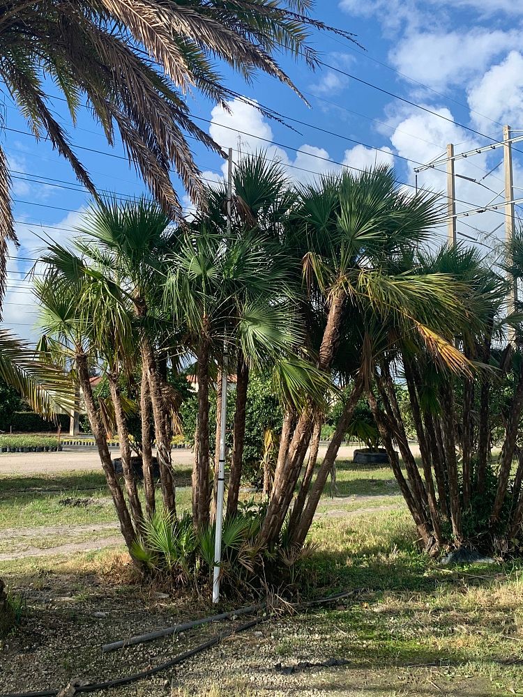 acoelorrhaphe-wrightii-everglades-palm-paurotis-palm