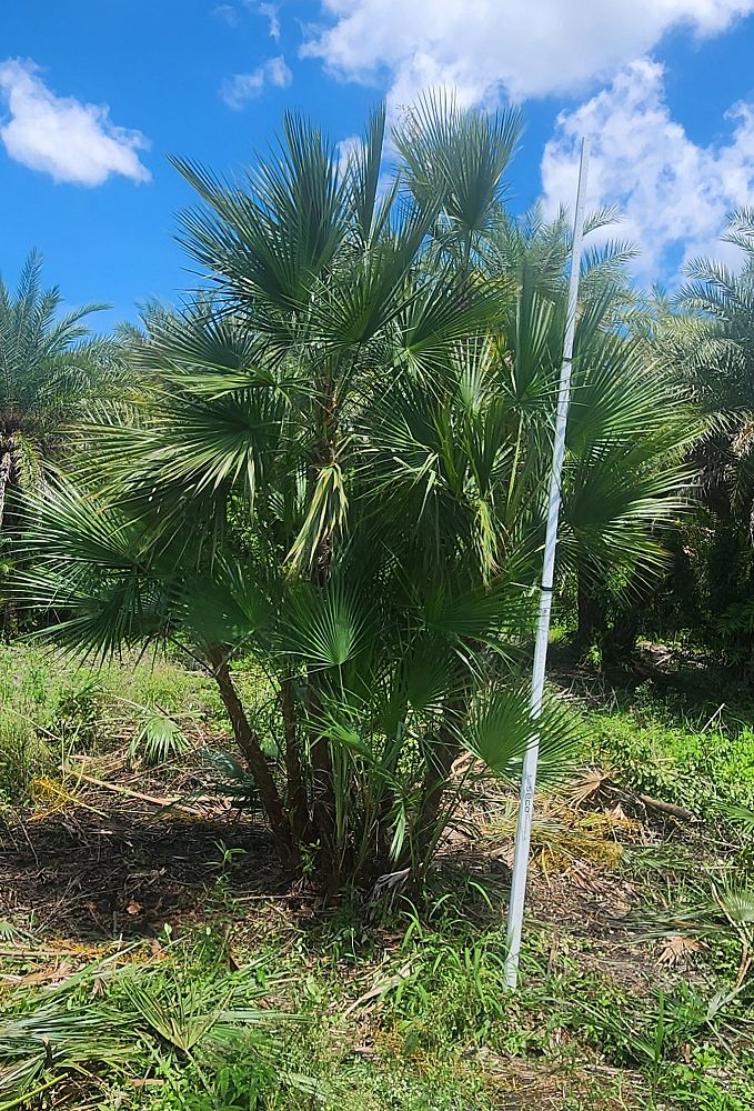 acoelorrhaphe-wrightii-everglades-palm-paurotis-palm