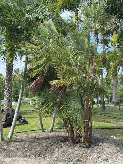 acoelorrhaphe-wrightii-everglades-palm-paurotis-palm