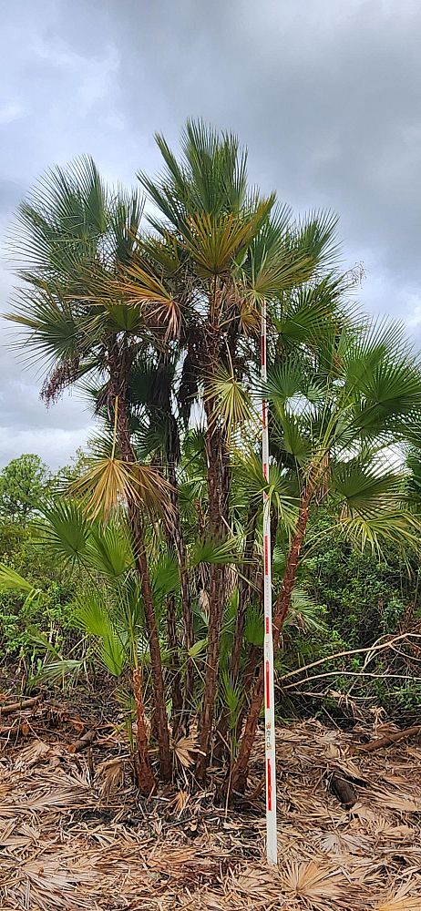 acoelorrhaphe-wrightii-everglades-palm-paurotis-palm