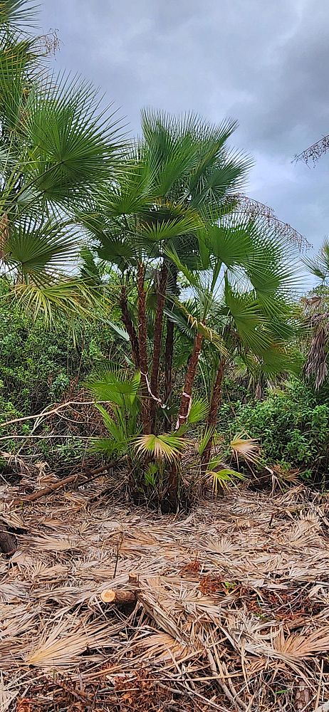 acoelorrhaphe-wrightii-everglades-palm-paurotis-palm