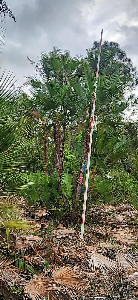 acoelorrhaphe-wrightii-everglades-palm-paurotis-palm