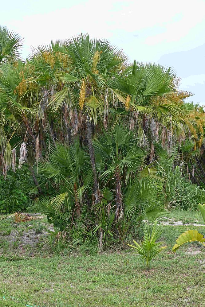 acoelorrhaphe-wrightii-everglades-palm-paurotis-palm