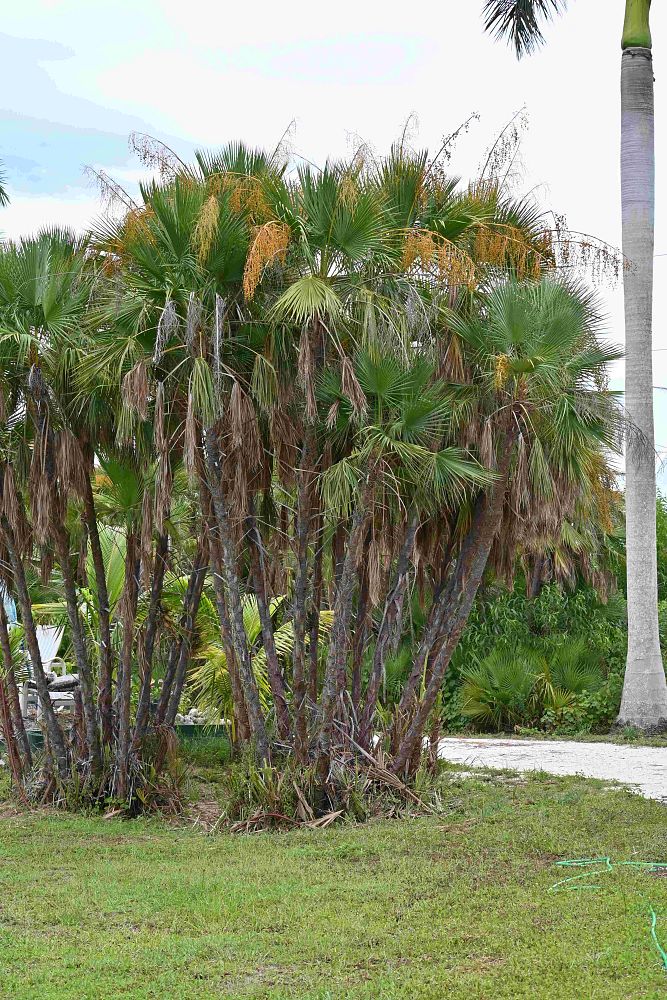 acoelorrhaphe-wrightii-everglades-palm-paurotis-palm