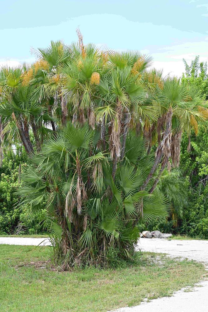 acoelorrhaphe-wrightii-everglades-palm-paurotis-palm