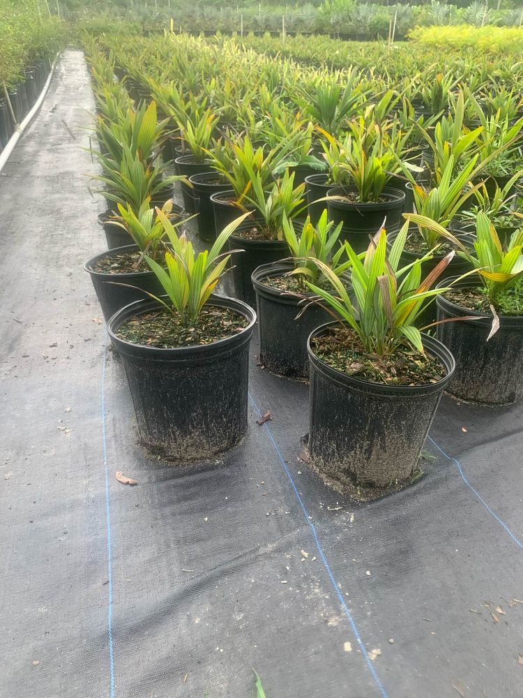 acoelorrhaphe-wrightii-everglades-palm-paurotis-palm
