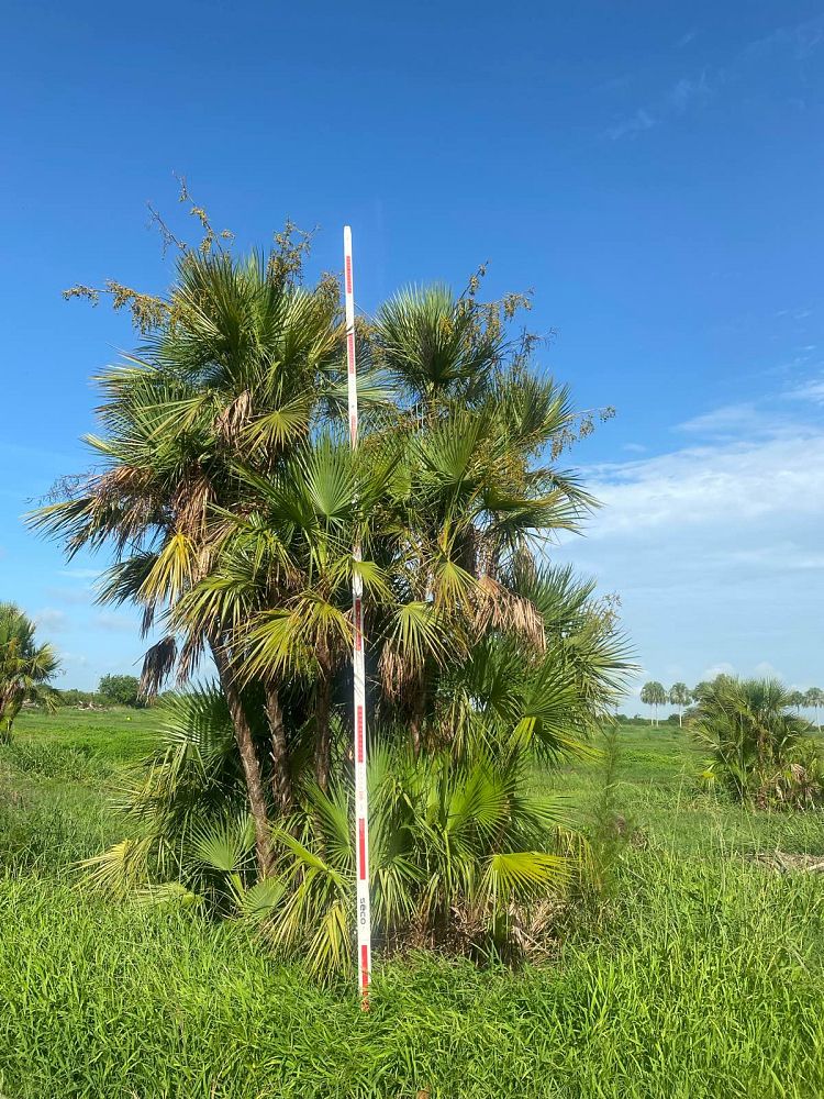 acoelorrhaphe-wrightii-everglades-palm-paurotis-palm