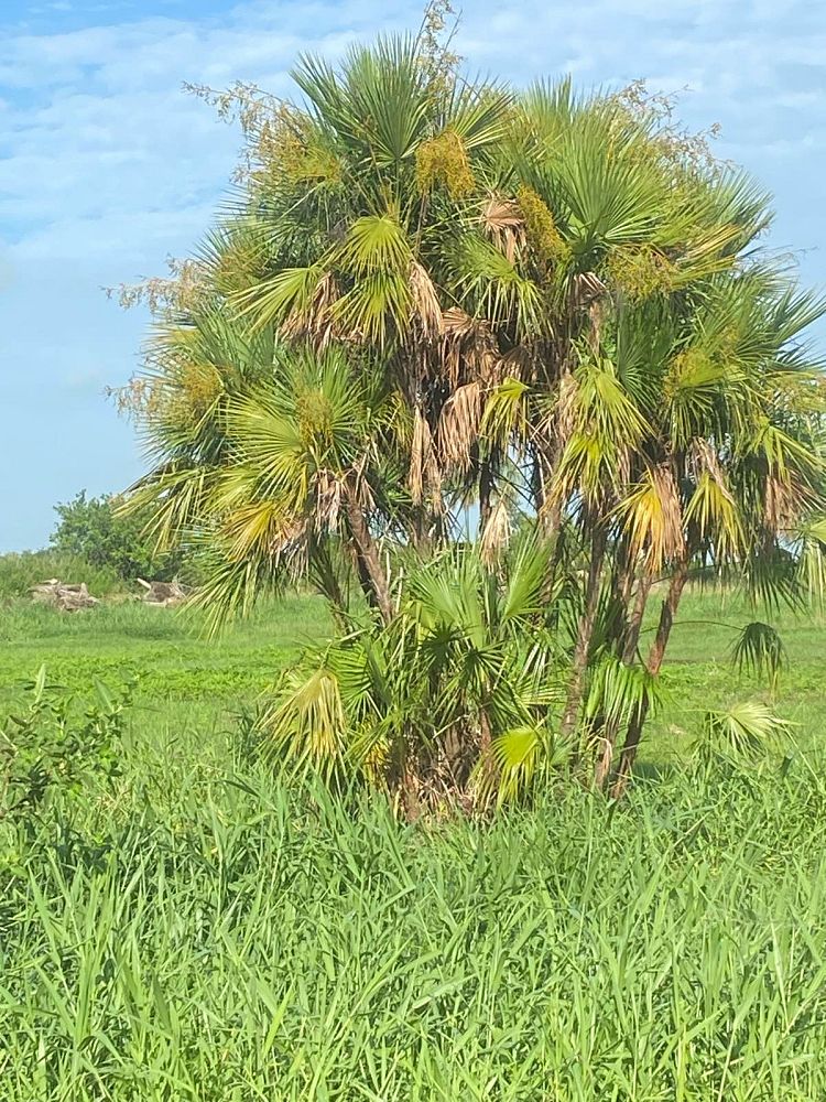 acoelorrhaphe-wrightii-everglades-palm-paurotis-palm
