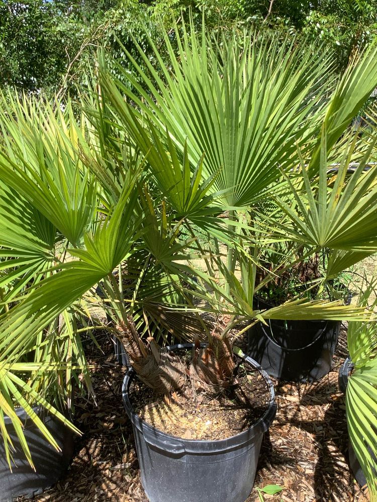 acoelorrhaphe-wrightii-everglades-palm-paurotis-palm