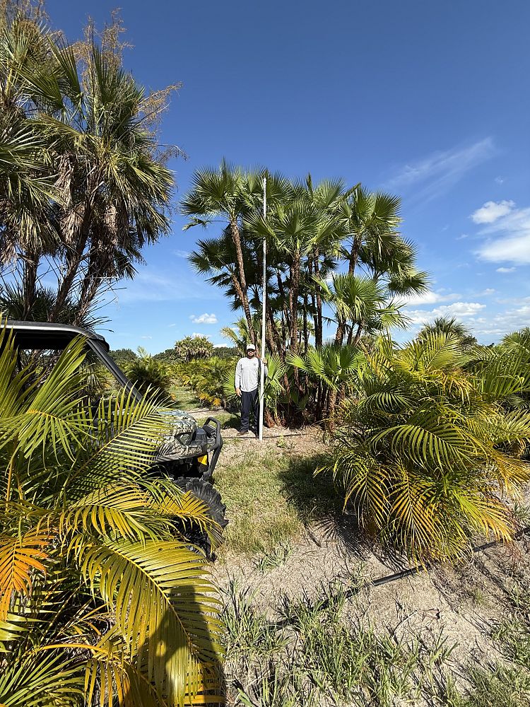 acoelorrhaphe-wrightii-everglades-palm-paurotis-palm
