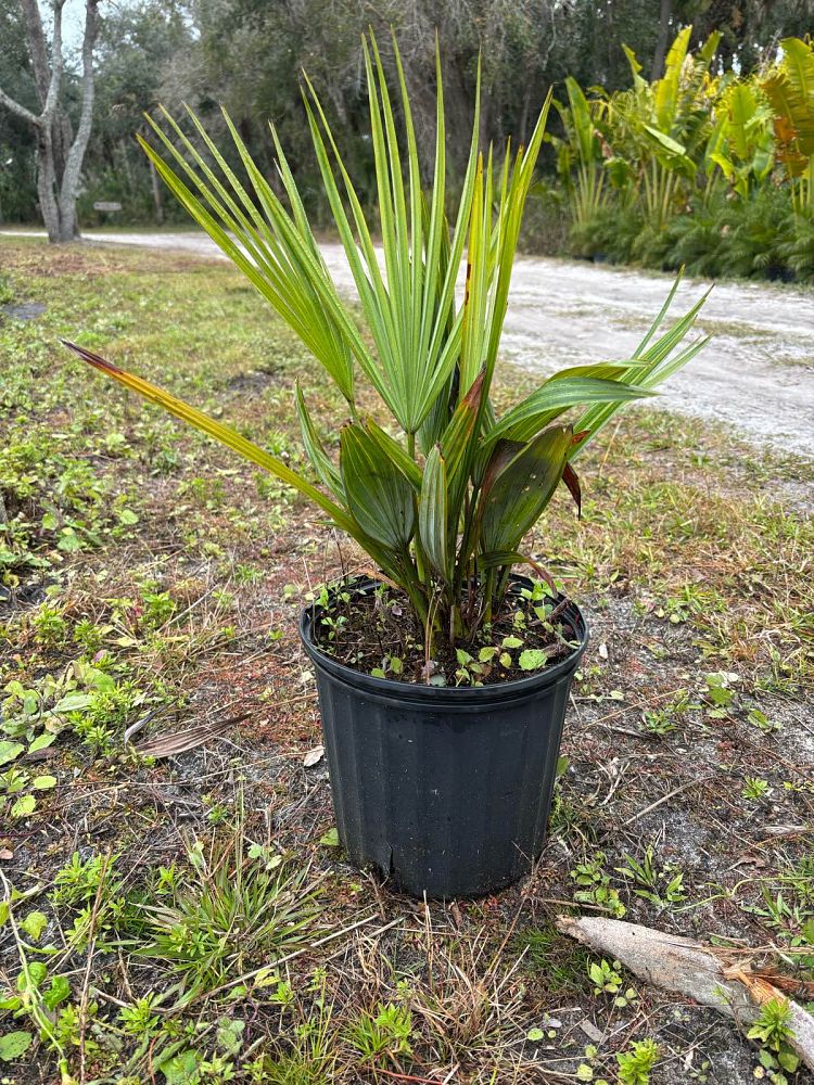 acoelorrhaphe-wrightii-everglades-palm-paurotis-palm