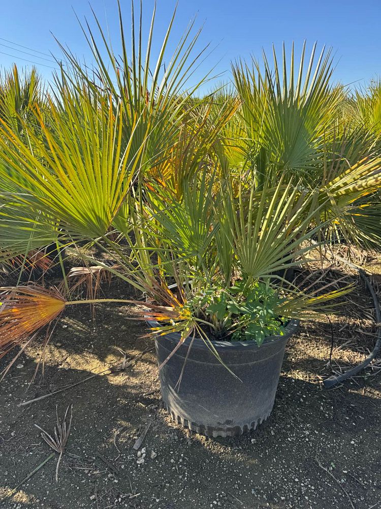acoelorrhaphe-wrightii-everglades-palm-paurotis-palm