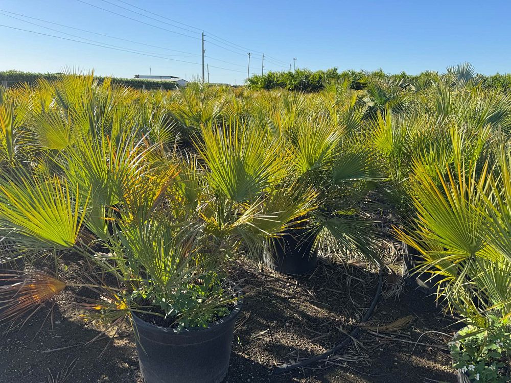 acoelorrhaphe-wrightii-everglades-palm-paurotis-palm