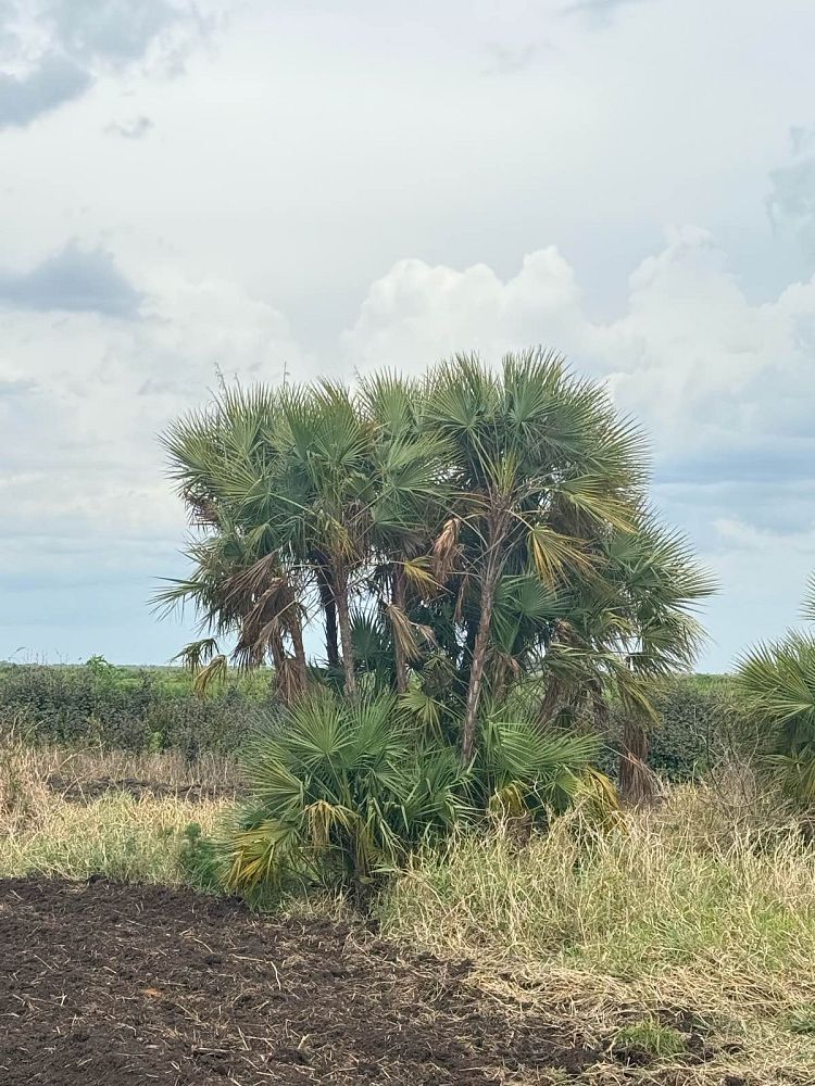 acoelorrhaphe-wrightii-everglades-palm-paurotis-palm