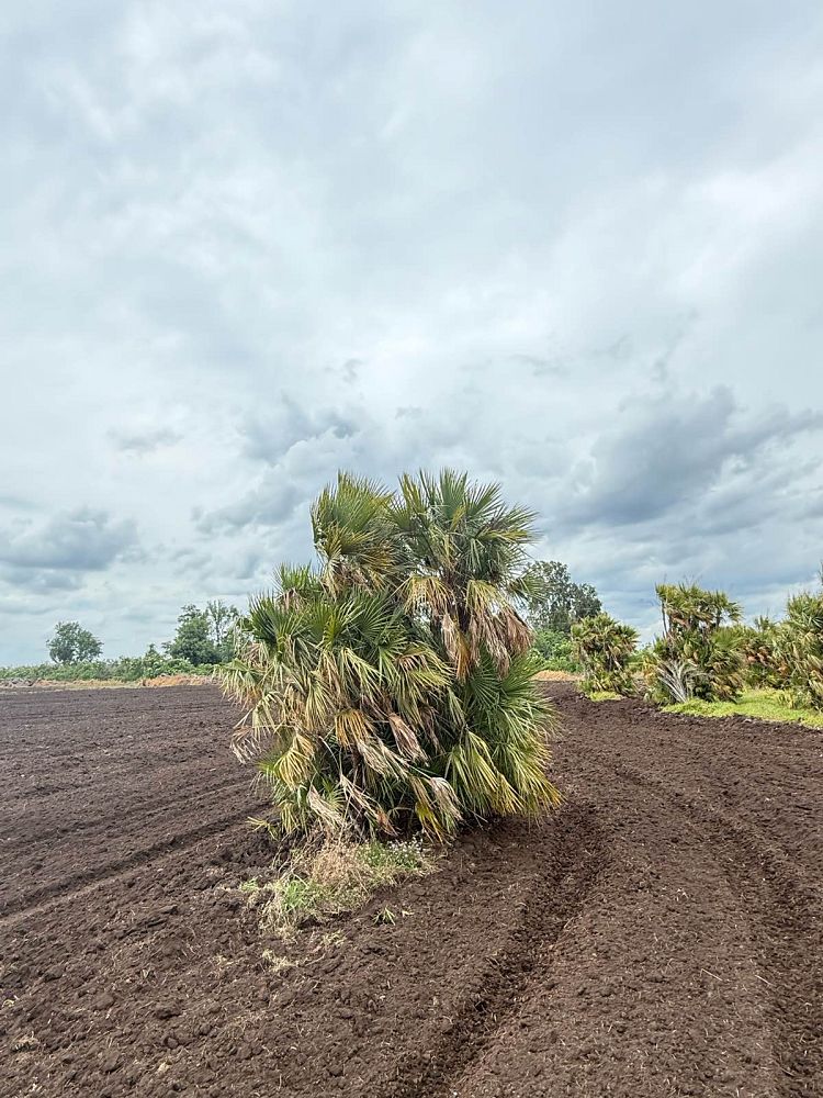 acoelorrhaphe-wrightii-everglades-palm-paurotis-palm
