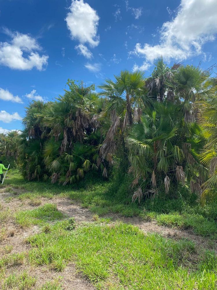acoelorrhaphe-wrightii-everglades-palm-paurotis-palm