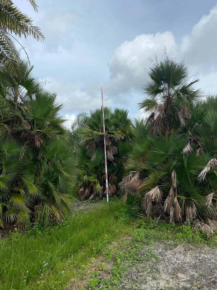 acoelorrhaphe-wrightii-everglades-palm-paurotis-palm