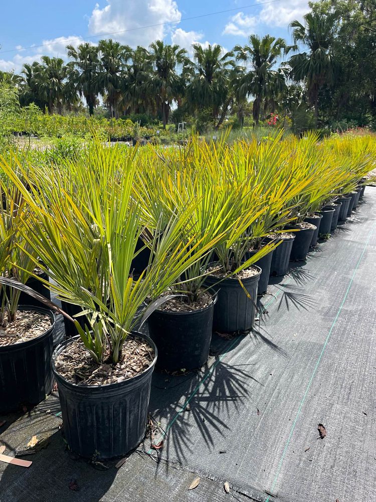 acoelorrhaphe-wrightii-everglades-palm-paurotis-palm