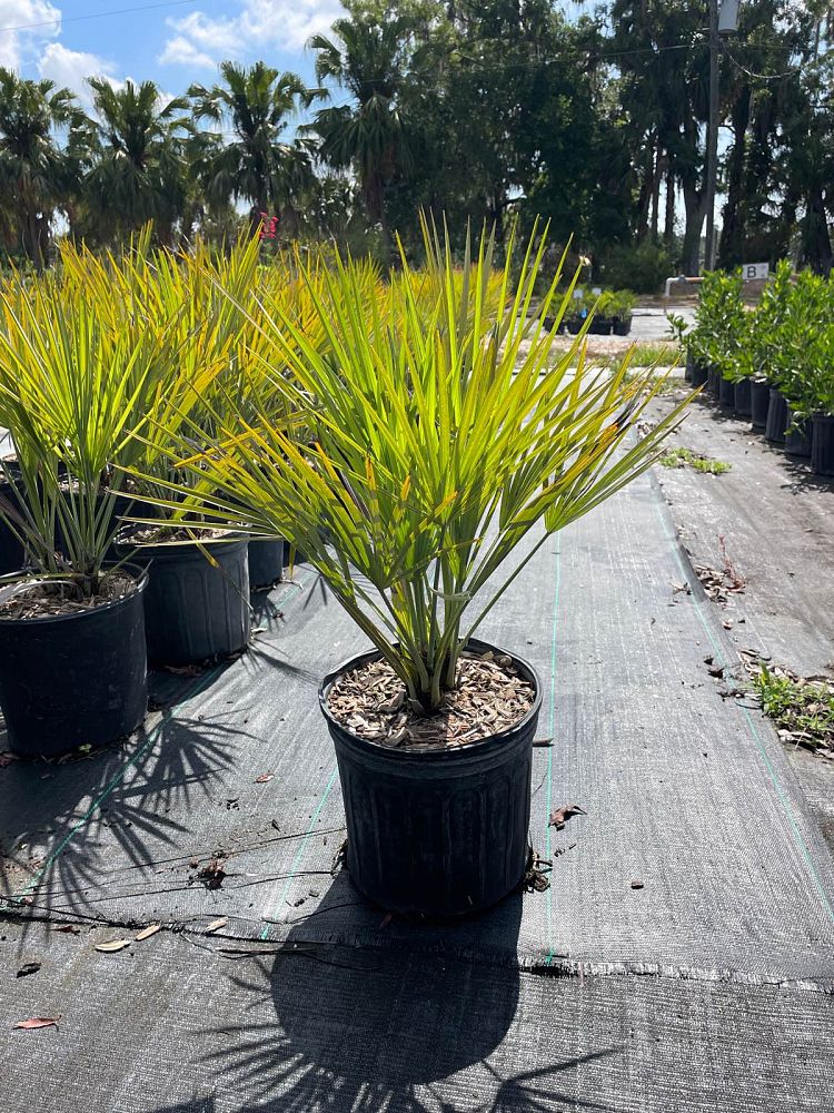acoelorrhaphe-wrightii-everglades-palm-paurotis-palm