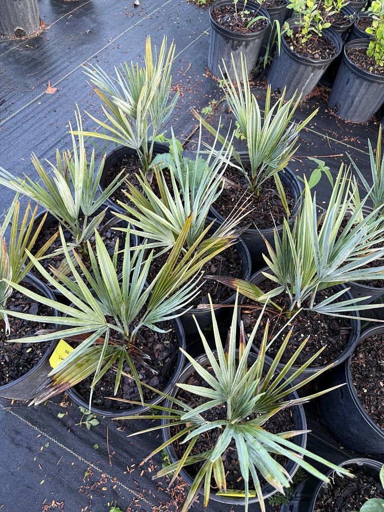 acoelorrhaphe-wrightii-everglades-palm-paurotis-palm