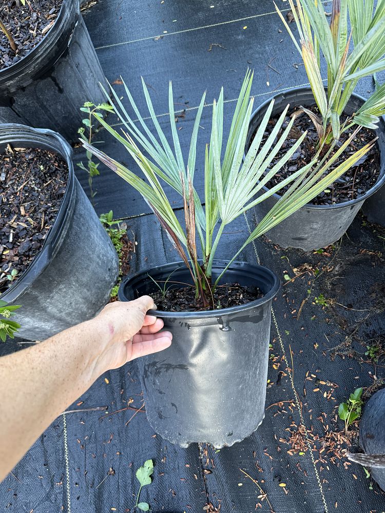 acoelorrhaphe-wrightii-everglades-palm-paurotis-palm
