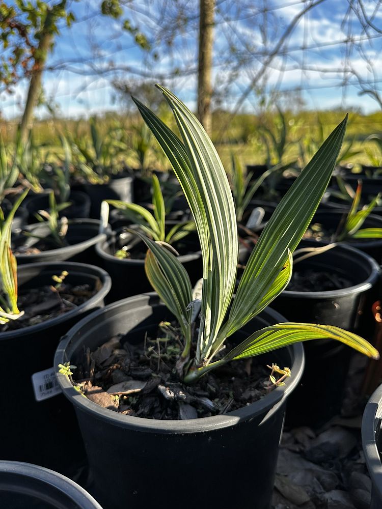 acoelorrhaphe-wrightii-everglades-palm-paurotis-palm
