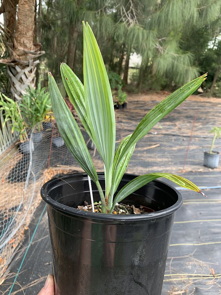 acoelorrhaphe-wrightii-everglades-palm-paurotis-palm