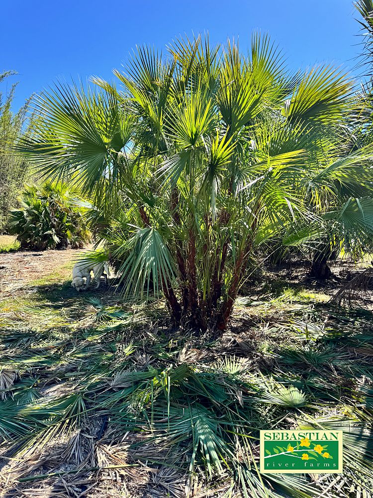 acoelorrhaphe-wrightii-everglades-palm-paurotis-palm