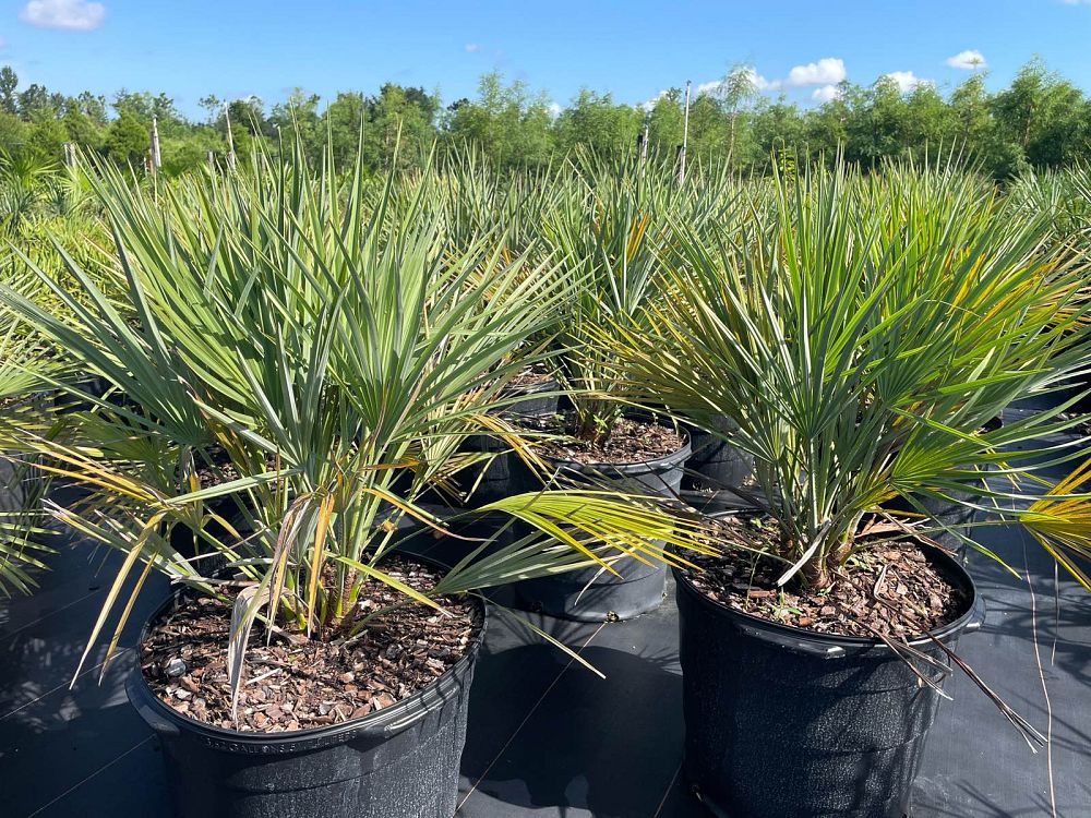acoelorrhaphe-wrightii-everglades-palm-paurotis-palm