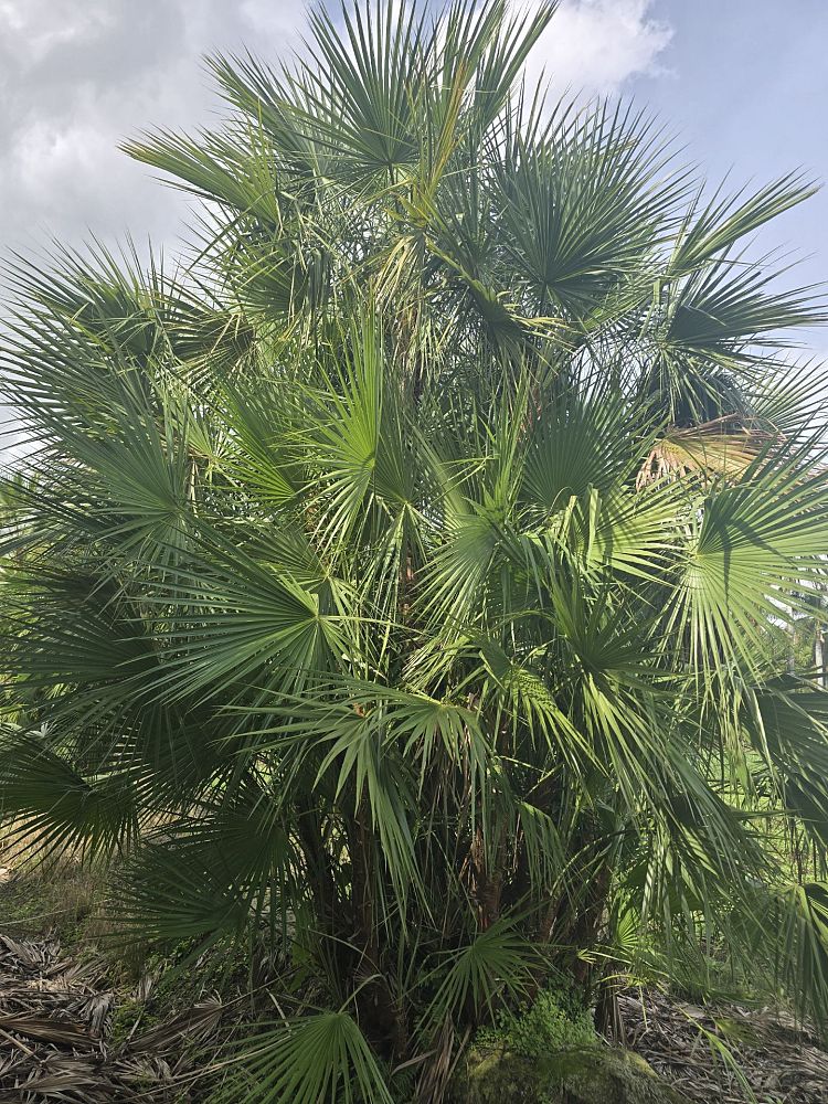acoelorrhaphe-wrightii-everglades-palm-paurotis-palm