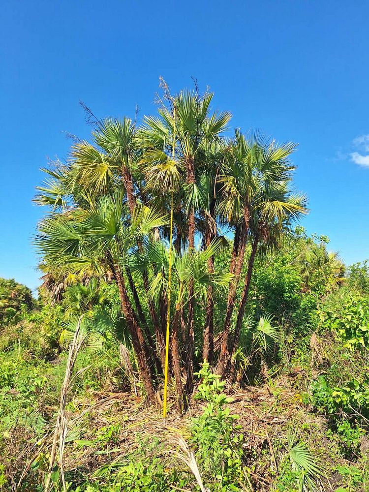 acoelorrhaphe-wrightii-everglades-palm-paurotis-palm