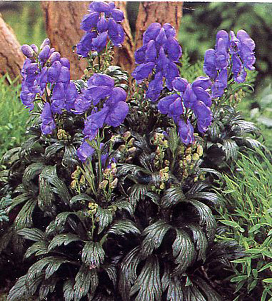 aconitum-fischeri-fischer-s-monkshood-azure-monkshood