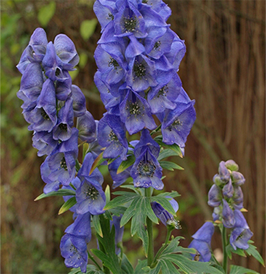 aconitum-royal-flush-monkshood