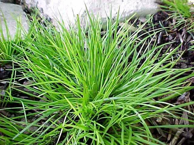 acorus-gramineus-minimus-aureus-grassy-leaved-sweet-flag-japanese-sweet-flag-japanese-rush