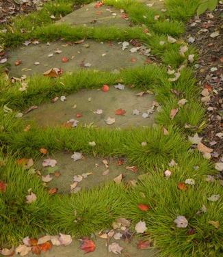 acorus-gramineus-minimus-aureus-grassy-leaved-sweet-flag-japanese-sweet-flag-japanese-rush