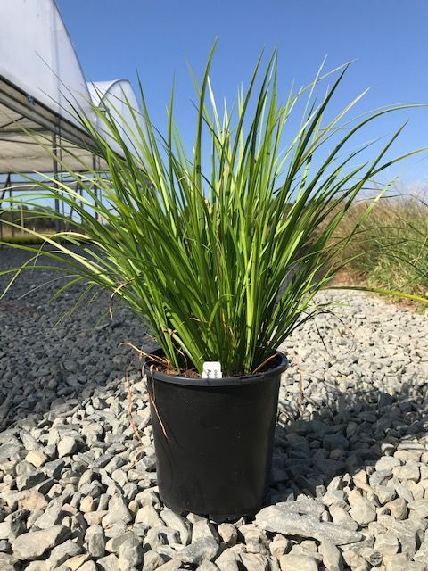 acorus-gramineus-ogon-golden-variegated-sweet-flag-japanese-sweet-flag-japanese-rush