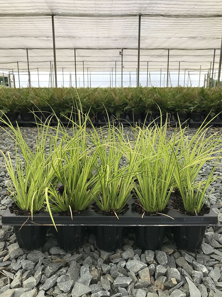 acorus-gramineus-ogon-golden-variegated-sweet-flag-japanese-sweet-flag-japanese-rush