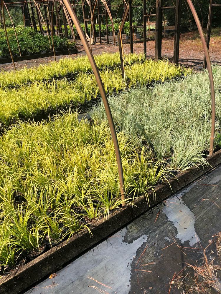 acorus-gramineus-variegatus-grassy-leaved-sweet-flag-japanese-sweet-flag-japanese-rush