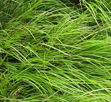 acorus-gramineus-variegatus-grassy-leaved-sweet-flag-japanese-sweet-flag-japanese-rush