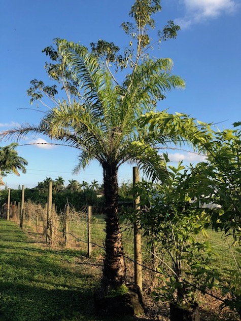 acrocomia-aculeata-macaw-palm-gru-gru-palm