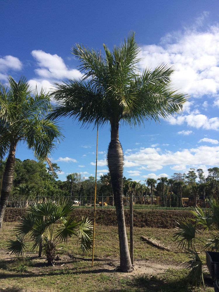 acrocomia-crispa-gastrococos-crispa-cuban-belly-palm-corojo-palm