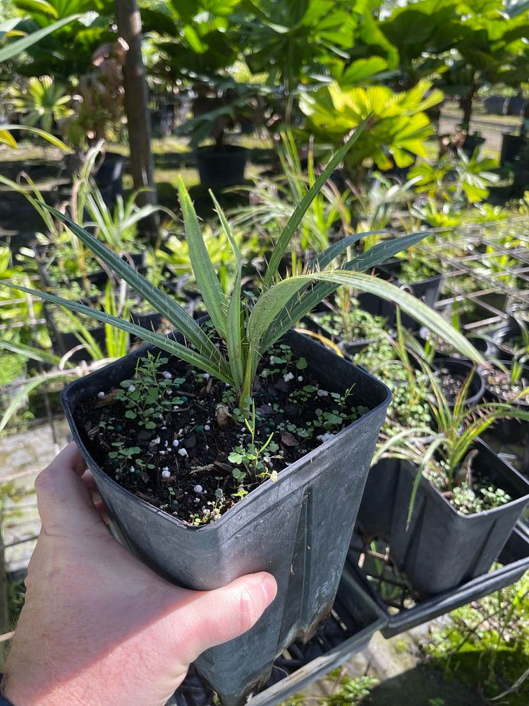 acrocomia-crispa-gastrococos-crispa-cuban-belly-palm-corojo-palm