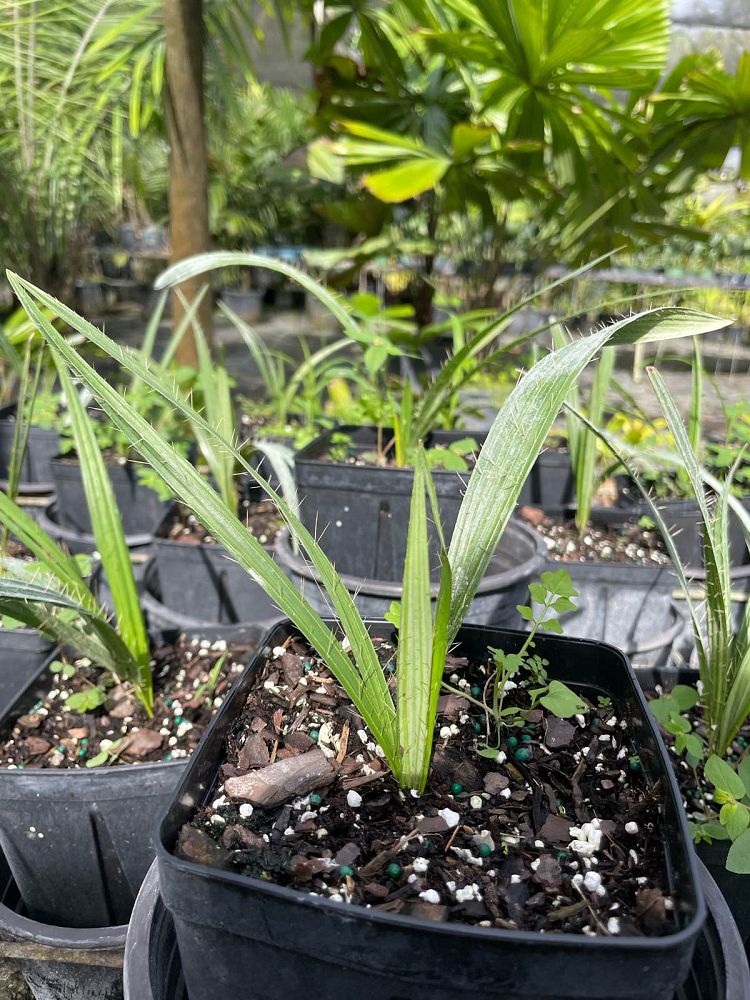 acrocomia-crispa-gastrococos-crispa-cuban-belly-palm-corojo-palm