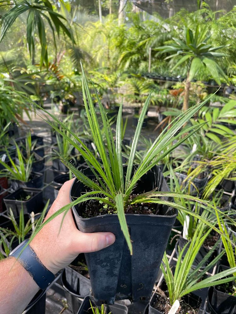 acrocomia-crispa-gastrococos-crispa-cuban-belly-palm-corojo-palm