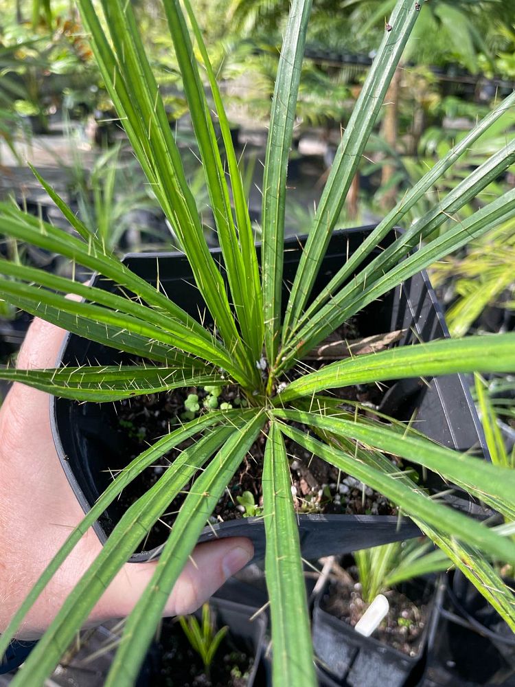 acrocomia-crispa-gastrococos-crispa-cuban-belly-palm-corojo-palm