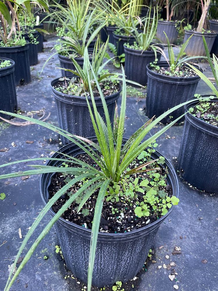 acrocomia-crispa-gastrococos-crispa-cuban-belly-palm-corojo-palm
