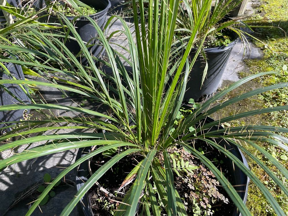 acrocomia-crispa-gastrococos-crispa-cuban-belly-palm-corojo-palm