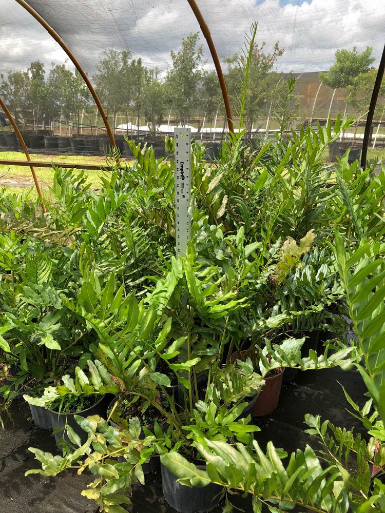 acrostichum-danaeifolium-leather-fern