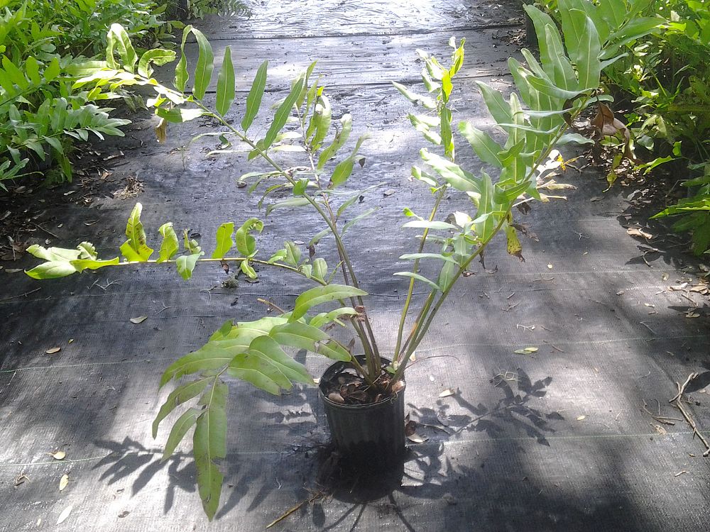 acrostichum-danaeifolium-leather-fern