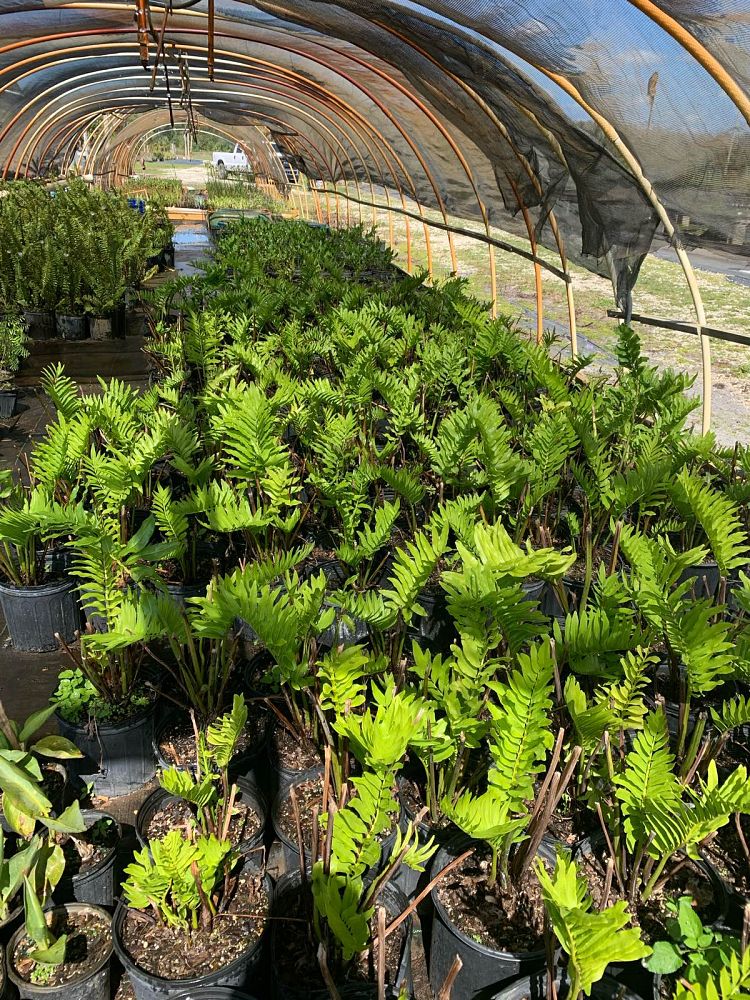acrostichum-danaeifolium-leather-fern